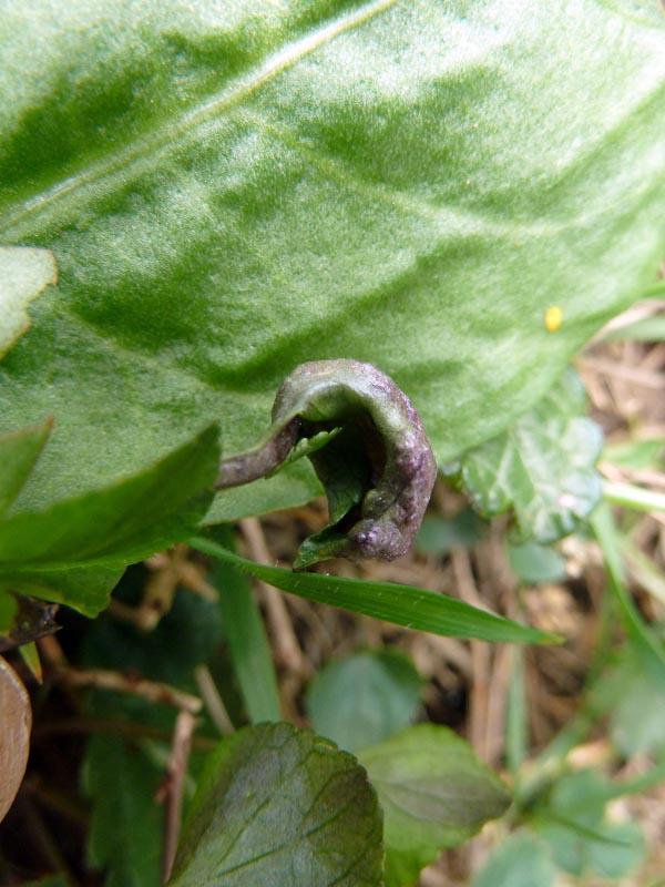 Gall on Viola riviniana caused by Violet Midge. Photo by Ian Bennallick.