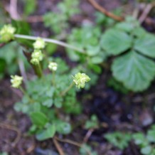 Look out for Moschatel  (Adoxa moschatellina)