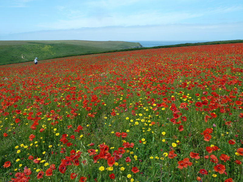 Common Poppy (Papaver rhoeas) is dominant in one field (SW775663) just south of West Pentire