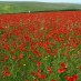 Poppies and Marigolds at West Pentire