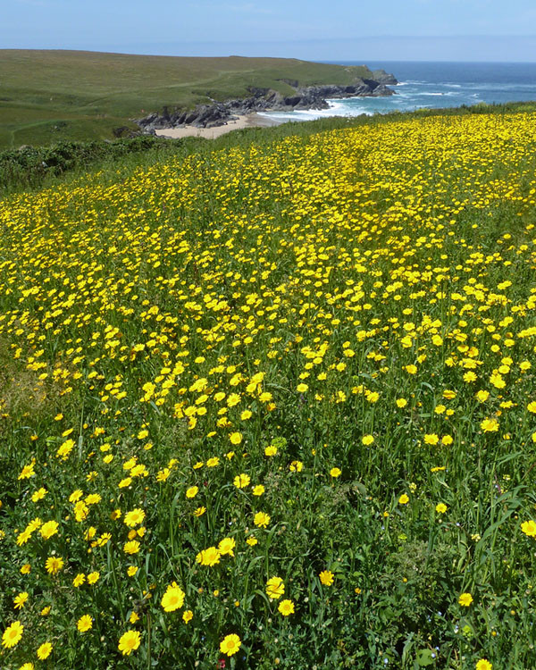 Corn Marigold (Glebionis segetum) abundant in field above Porth (Polly) Joke (SW774606). 