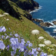 Harebells on Pentire Point, SW98
