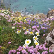 Field Meetings Summer 2024