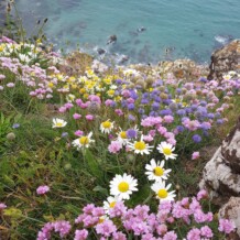 Field Meetings Summer 2024