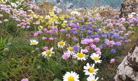 Field Meetings Summer 2024